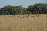 15250_okavango_delta_botswana