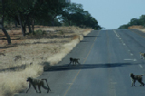 15293_caprivistrip_namibia