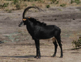 15300_chobe_park_botswana