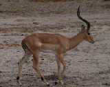 15312_chobe_park_botswana