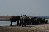 15320_chobe_park_botswana