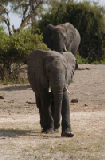 15323_chobe_park_botswana