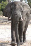 15332_chobe_park_botswana