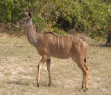 15347_chobe_park_botswana