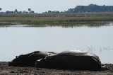 15352_chobe_park_botswana