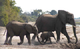 15370_chobe_park_botswana