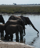 15371_chobe_park_botswana