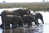 15379_chobe_park_botswana