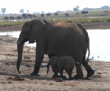 15383_chobe_park_botswana