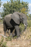 15395_chobe_park_botswana