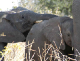 15405_chobe_park_botswana