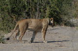 15431_chobe_park_botswana