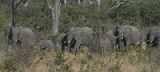 15433_chobe_park_botswana