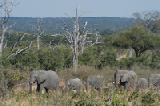 15435_chobe_park_botswana