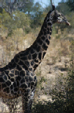 15447_chobe_park_botswana