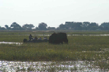 15458_chobe_park_botswana