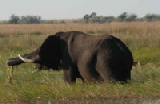 15461_chobe_park_botswana