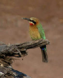 15469_chobe_park_botswana