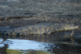 15502_chobe_park_botswana