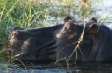 15506_chobe_park_botswana