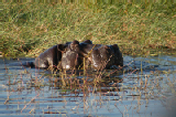 15509_chobe_park_botswana