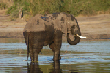 15516_chobe_park_botswana