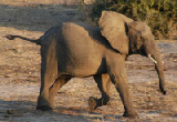 15522_chobe_park_botswana