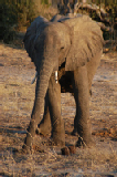 15525_chobe_park_botswana