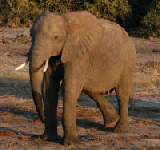 15527_chobe_park_botswana