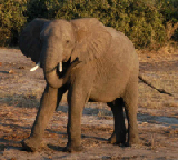 15528_chobe_park_botswana