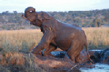 15535_chobe_park_botswana