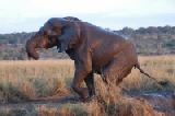 15538_chobe_park_botswana