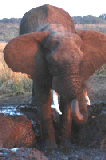 15549_chobe_park_botswana