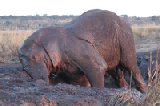 15552_chobe_park_botswana