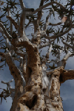 14427_quiver_tree_namibia