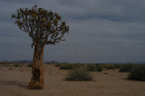 14430_quiver_tree_namibia