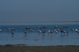 14693_wavisbaai_namibia