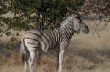 14784_etosha_namibia