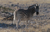 14791_etosha_namibia