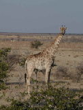 14816_etosha_namibia