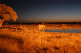 14849_etosha_namibia