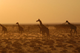 14893_etosha_namibia