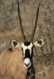 14918_etosha_namibia