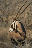 14919_etosha_namibia