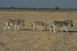 14937_etosha_namibia