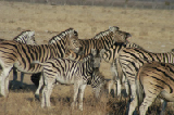 14938_etosha_namibia