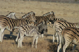 14939_etosha_namibia