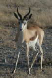 14942_etosha_namibia