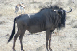 14966_etosha_namibia