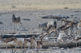 14971_etosha_namibia